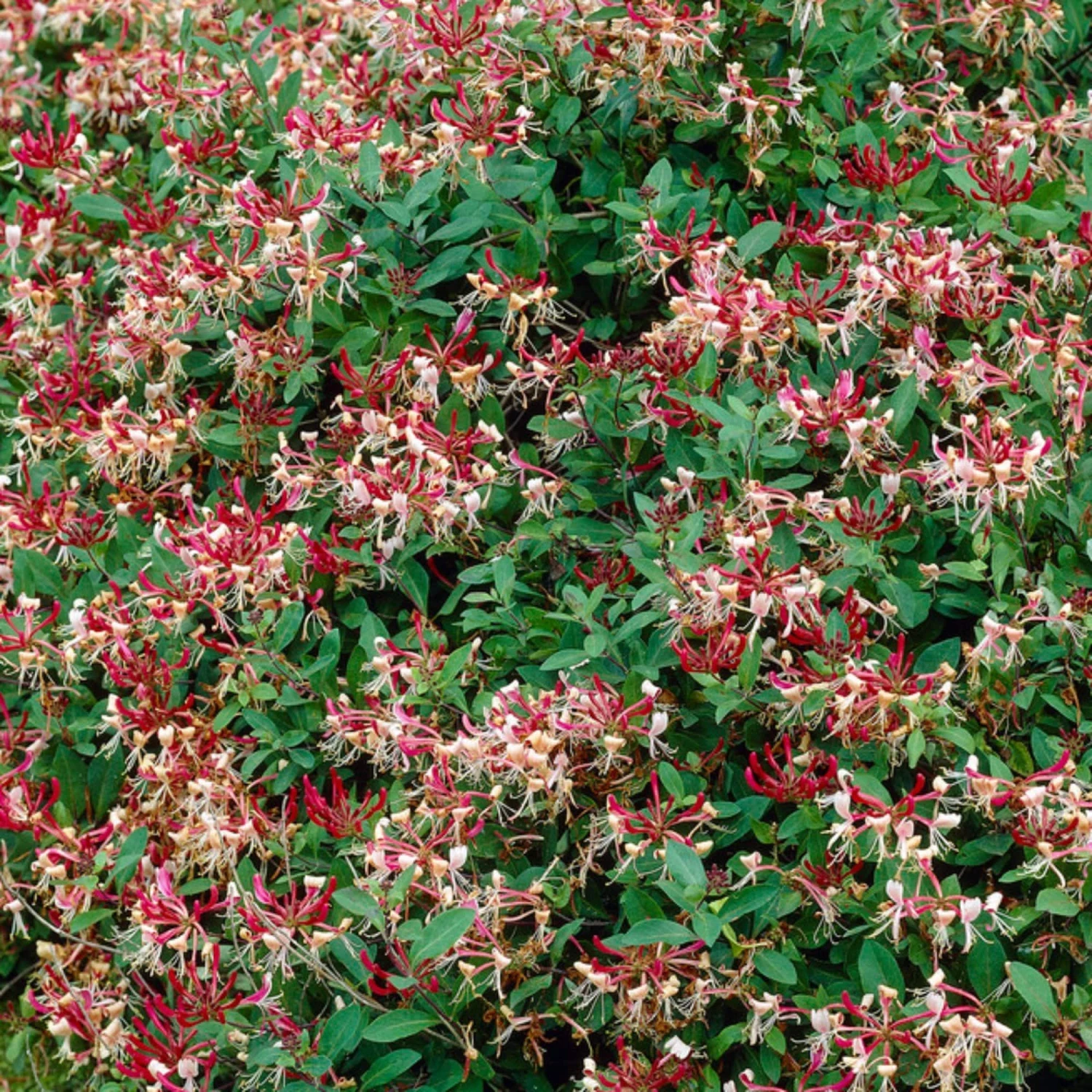 Roots Plants Honeysuckle 'Serotina' | Lonicera Periclymenum | On A 90cm Cane In A 3L Pot 5 Roots Plants Honeysuckle 'Serotina' | Lonicera Periclymenum | On A 90cm Cane In A 3L Pot