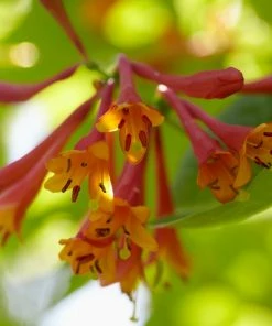 Roots Plants Honeysuckle 'Dropmore Scarlet' | Lonicera X Brownii | On A 90cm Cane In A 3L Pot