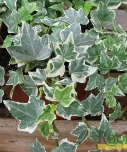 Roots Plants Hedera 'Clotted Cream' | On A 90cm Cane In A 3L Pot Ivy