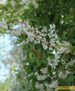 Roots Plants Russian Vine | Fallopia 'Baldschuanicum' | On A 90cm Cane In A 3L Pot Other Climbing Plants