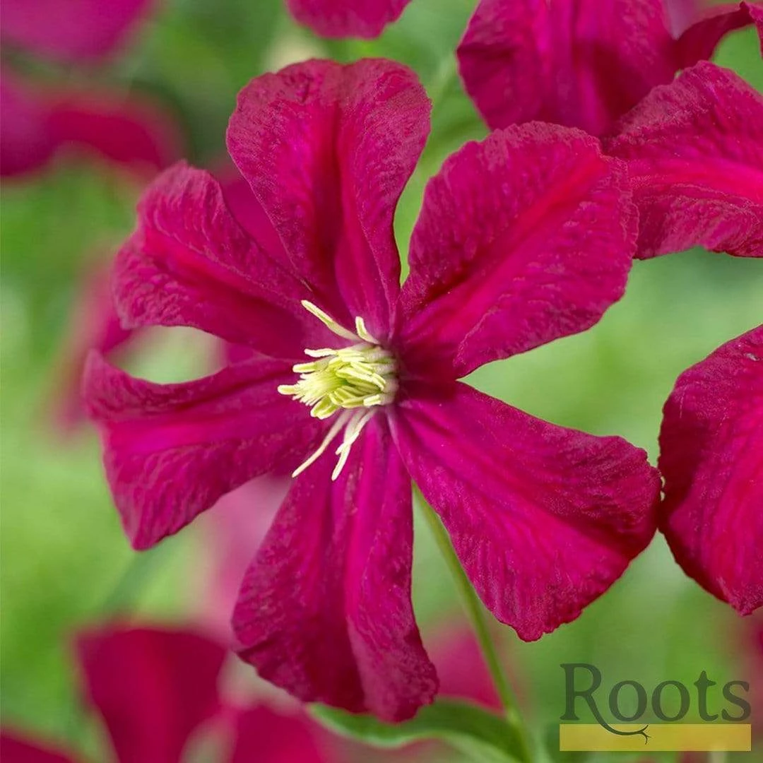 Roots Plants Clematis Viticella 'Madame Julia Corevon'| On A 90cm Cane In A 3L Pot 4 Roots Plants Clematis Viticella 'Madame Julia Corevon'| On A 90cm Cane In A 3L Pot
