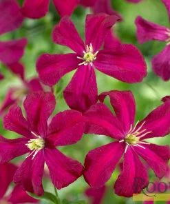 Roots Plants Clematis Viticella 'Madame Julia Corevon'| On A 90cm Cane In A 3L Pot 7 Roots Plants Clematis Viticella 'Madame Julia Corevon'| On A 90cm Cane In A 3L Pot