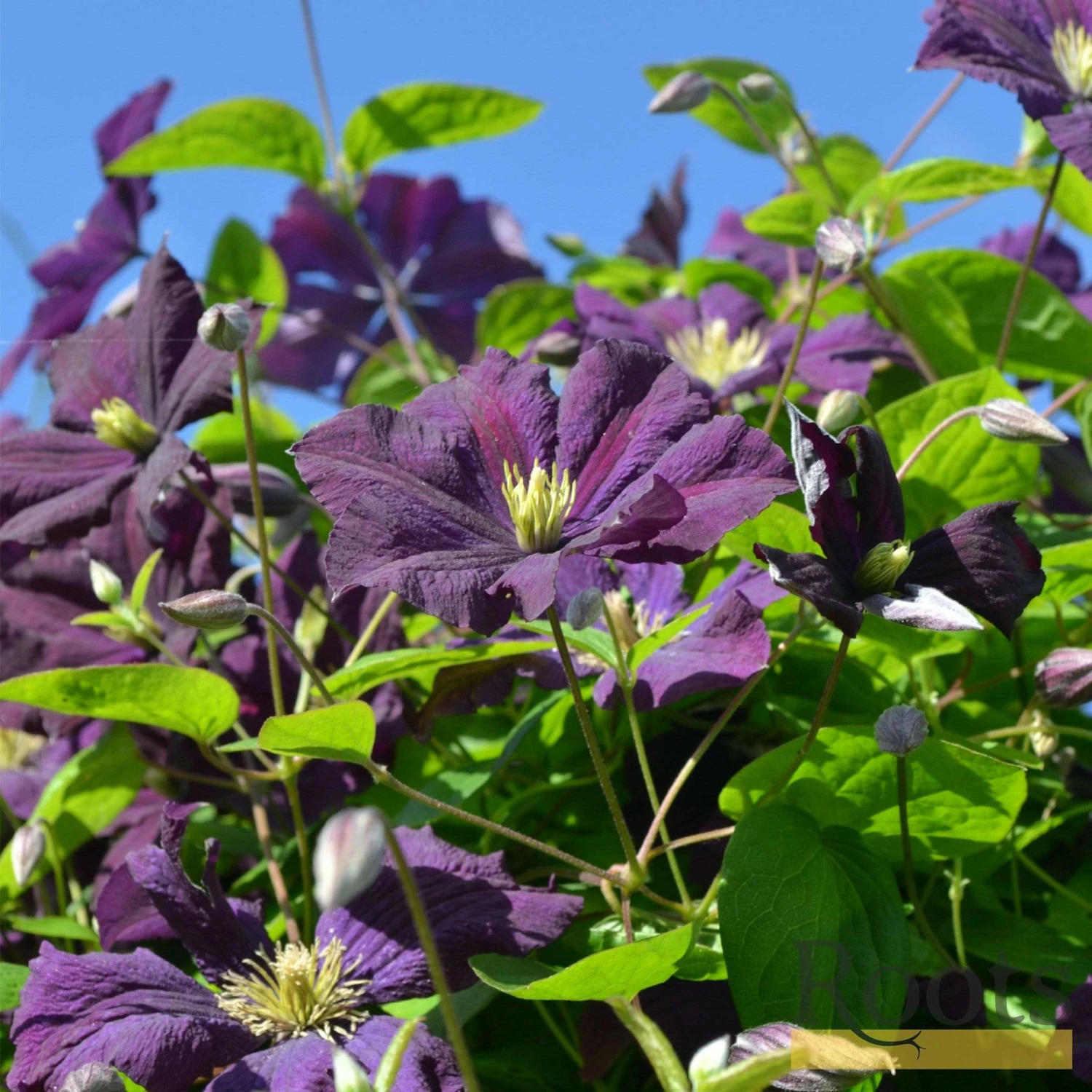 Roots Plants Clematis Viticella 'Etoile Violette' | On A 90cm Cane In A 3L Pot 4 Roots Plants Clematis Viticella 'Etoile Violette' | On A 90cm Cane In A 3L Pot