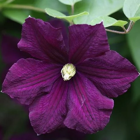 Roots Plants Clematis Viticella 'Etoile Violette' | On A 90cm Cane In A 3L Pot 8 Roots Plants Clematis Viticella 'Etoile Violette' | On A 90cm Cane In A 3L Pot