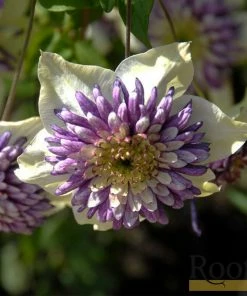 Roots Plants Clematis 'Vienetta' | On A 90cm Cane In A 3L Pot