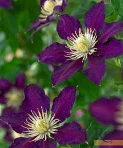 Roots Plants Clematis 'The Vagabond' | On A 90cm Cane In A 3L Pot