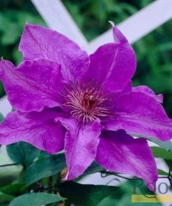 Roots Plants Clematis 'The President' | On A 90cm Cane In A 3L Pot