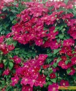 Roots Plants Clematis 'Rouge Cardinal' | On A 90cm Cane In A 3L Pot