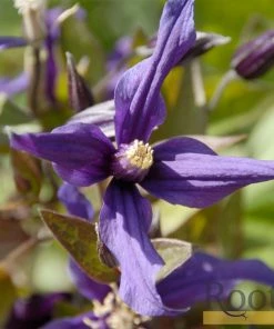 Roots Plants Clematis 'Petit Faucon' On A 90cm Cane In A 3L Pot