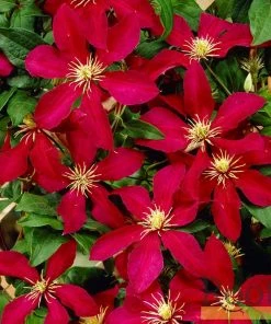 Roots Plants Clematis 'Niobe' | On A 90cm Cane In A 3L Pot 8 Roots Plants Clematis 'Niobe' | On A 90cm Cane In A 3L Pot