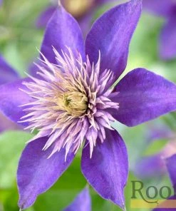 Roots Plants Clematis 'Multi-Blue' | On A 90cm Cane In A 3L Pot