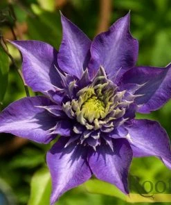 Roots Plants Clematis 'Multi-Blue' | On A 90cm Cane In A 3L Pot