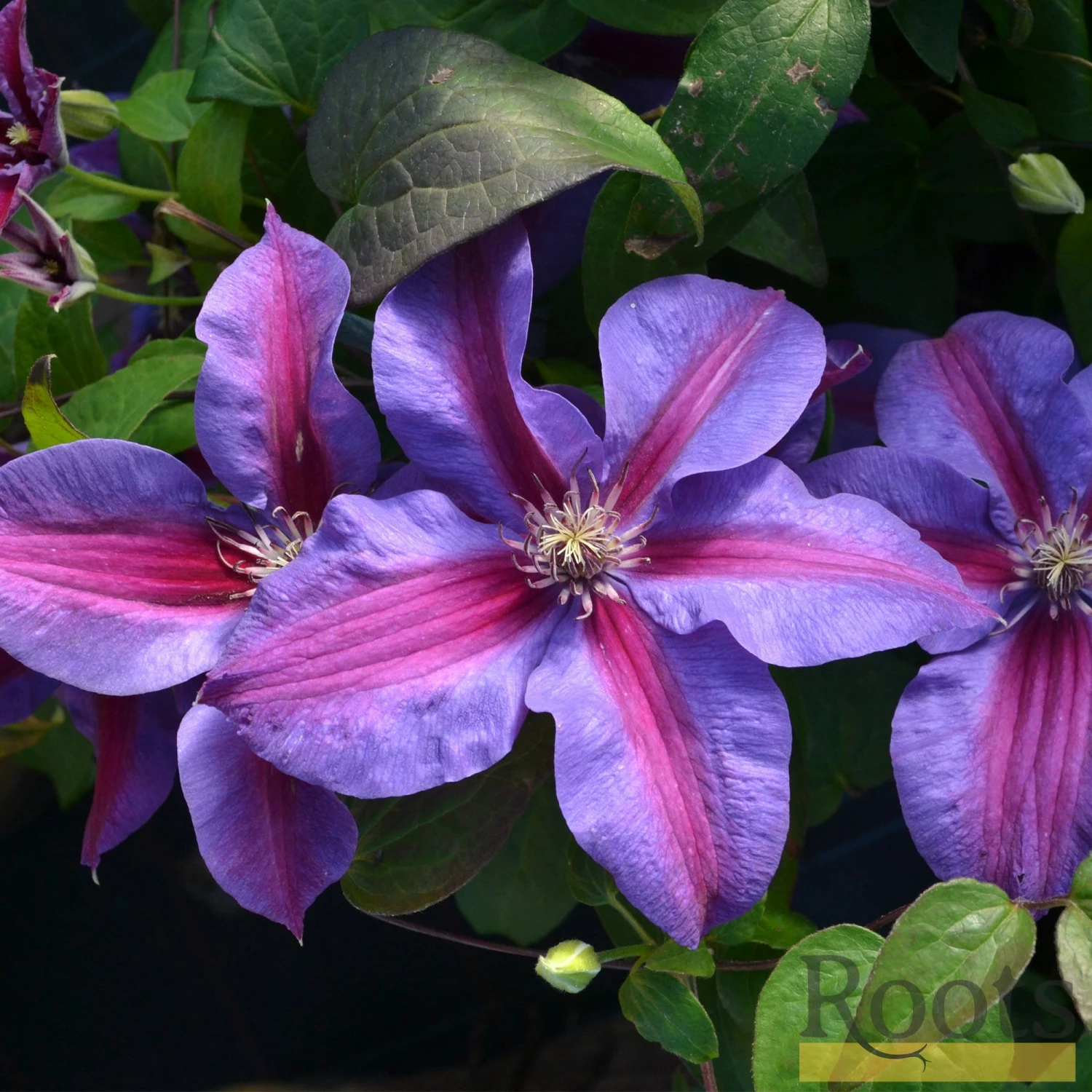 Roots Plants Clematis 'Mrs Norman Thompson' | On A 90cm Cane In A 3L Pot 4 Roots Plants Clematis 'Mrs Norman Thompson' | On A 90cm Cane In A 3L Pot