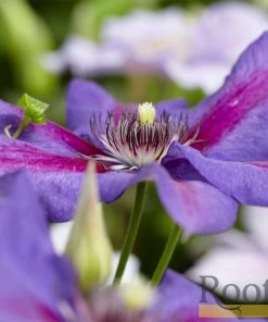 Roots Plants Clematis 'Mrs Norman Thompson' | On A 90cm Cane In A 3L Pot 8 Roots Plants Clematis 'Mrs Norman Thompson' | On A 90cm Cane In A 3L Pot