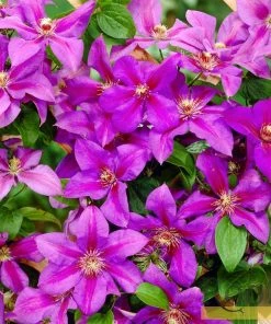 Roots Plants Clematis 'Mrs Norman Thompson' | On A 90cm Cane In A 3L Pot 9 Roots Plants Clematis 'Mrs Norman Thompson' | On A 90cm Cane In A 3L Pot