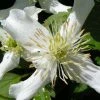 Roots Plants Clematis 'Montana Wilsonii' | On A 90cm Cane In A 3L Pot 2 Roots Plants Clematis 'Montana Wilsonii' | On A 90cm Cane In A 3L Pot
