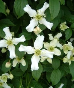 Roots Plants Clematis 'Montana Wilsonii' | On A 90cm Cane In A 3L Pot