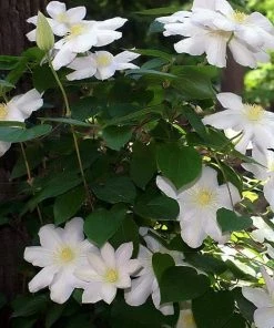 Roots Plants Clematis 'Marie Boisselot' | On A 90cm Cane In A 3L Pot