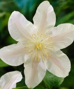Roots Plants Clematis 'Guernsey Cream' | On A 90cm Cane In A 3L Pot