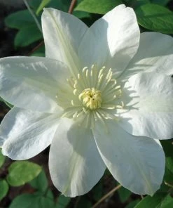 Roots Plants Clematis 'Guernsey Cream' | On A 90cm Cane In A 3L Pot
