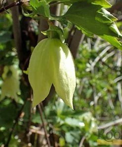 Roots Plants Clematis Cirrhosa 'Wisley Cream' | On A 90cm Cane In A 3L Pot