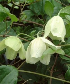 Roots Plants Clematis Cirrhosa'Wisley Cream' | On A 90cm Cane In A 3L Pot