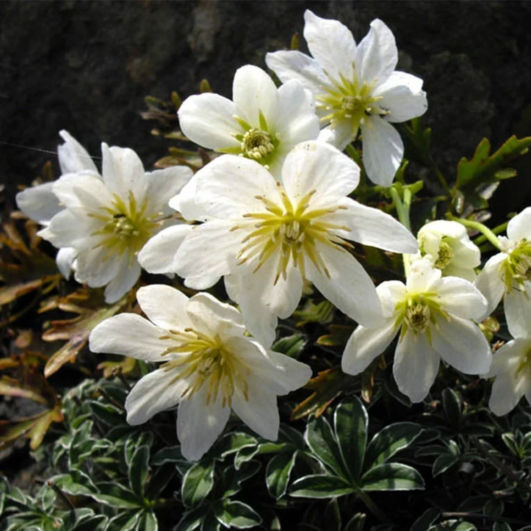 Roots Plants Clematis 'Cartmanii Joe' | On A 90cm Cane In A 3L Pot 4 Roots Plants Clematis 'Cartmanii Joe' | On A 90cm Cane In A 3L Pot