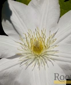 Roots Plants Clematis 'Cartmanii Joe' | On A 90cm Cane In A 3L Pot 7 Roots Plants Clematis 'Cartmanii Joe' | On A 90cm Cane In A 3L Pot