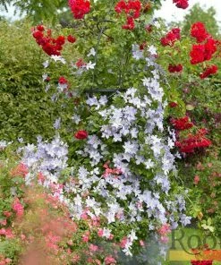 Roots Plants Clematis 'Blue Angel' | On A 90cm Cane In A 3L Pot