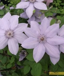 Roots Plants Clematis 'Bernadine' | On A 90cm Cane In A 3L Pot