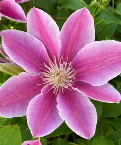 Roots Plants Clematis 'Bees Jubilee' | On A 90cm Cane In A 3L Pot
