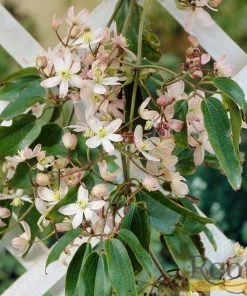 Roots Plants Clematis 'Armandii' | On A 90cm Cane In A 3L Pot 11 Roots Plants Clematis 'Armandii' | On A 90cm Cane In A 3L Pot