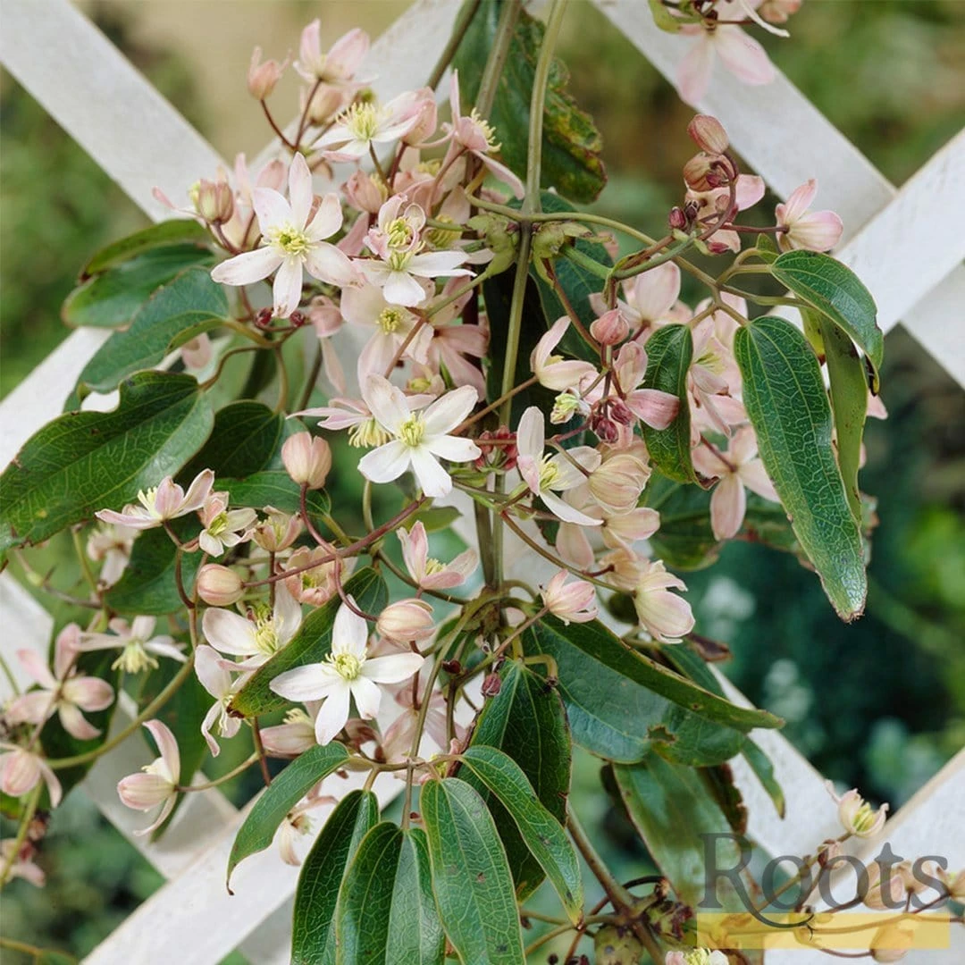 Roots Plants Clematis 'Armandii' | On A 90cm Cane In A 3L Pot 6 Roots Plants Clematis 'Armandii' | On A 90cm Cane In A 3L Pot