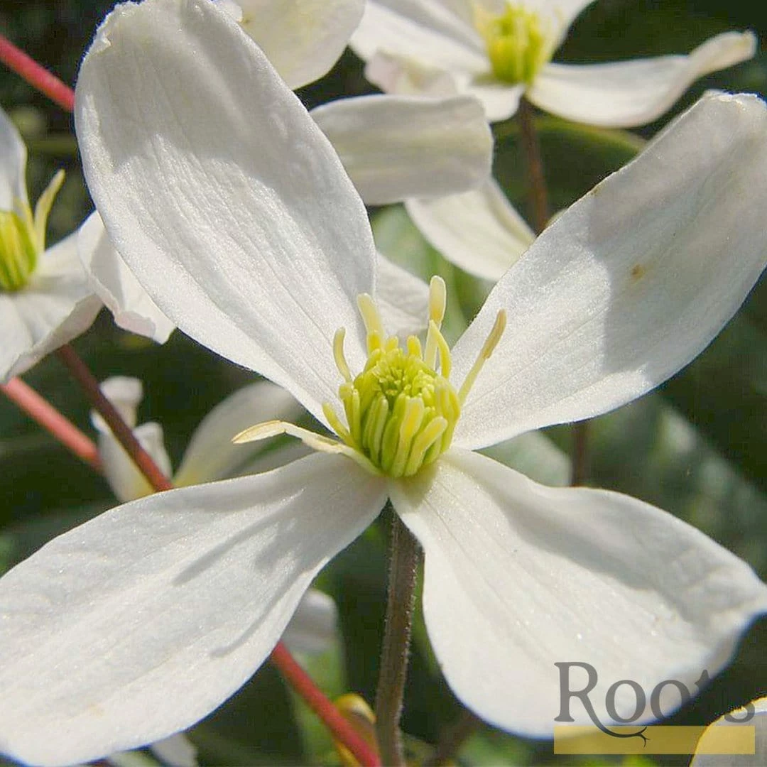 Roots Plants Clematis 'Armandii' | On A 90cm Cane In A 3L Pot 7 Roots Plants Clematis 'Armandii' | On A 90cm Cane In A 3L Pot