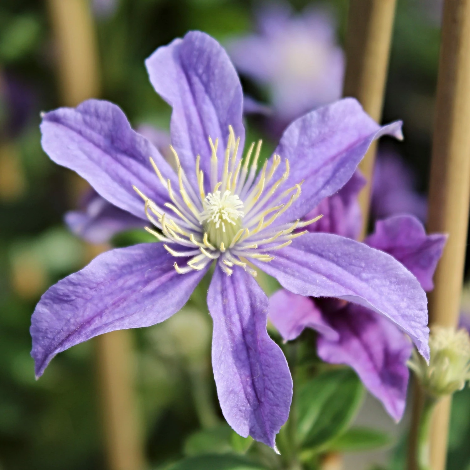 Roots Plants Clematis 'Arabella' | On A 90cm Cane In A 3L Pot 3 Roots Plants Clematis 'Arabella' | On A 90cm Cane In A 3L Pot