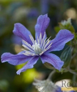 Roots Plants Clematis 'Arabella' | On A 90cm Cane In A 3L Pot 11 Roots Plants Clematis 'Arabella' | On A 90cm Cane In A 3L Pot