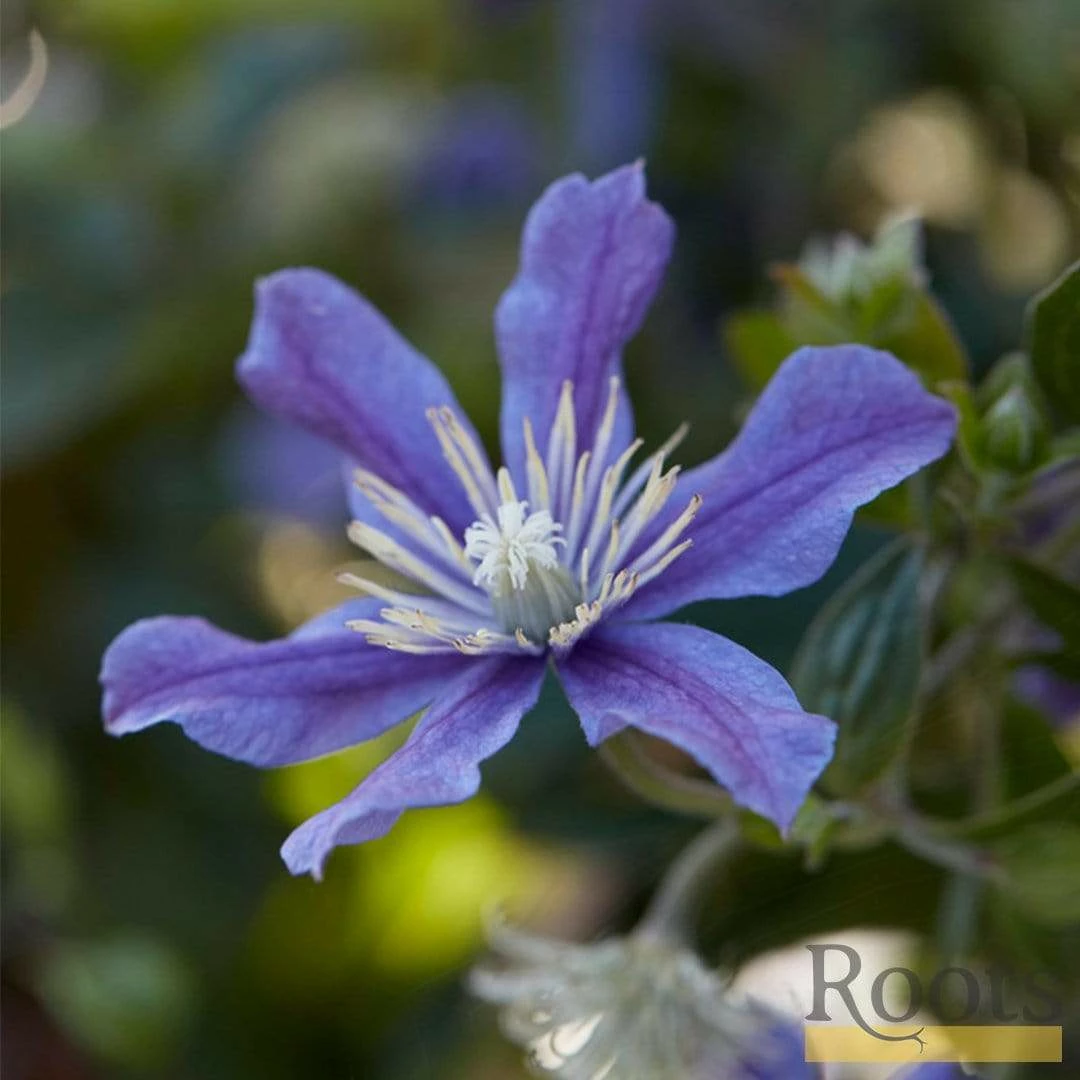 Roots Plants Clematis 'Arabella' | On A 90cm Cane In A 3L Pot 6 Roots Plants Clematis 'Arabella' | On A 90cm Cane In A 3L Pot