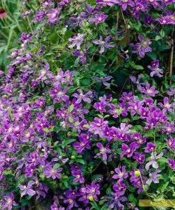 Roots Plants Clematis 'Arabella' | On A 90cm Cane In A 3L Pot 12 Roots Plants Clematis 'Arabella' | On A 90cm Cane In A 3L Pot