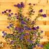 Roots Plants Ceanothus 'Concha' | On A 90cm Cane In A 3L Pot
