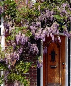 Roots Plants Wisteria 'Lavender Lace' | On A 90cm Cane In A 3L Pot
