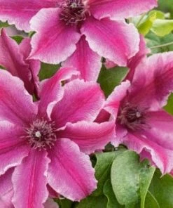 Roots Plants Clematis 'Carnaby' | On A 90cm Cane In A 3L Pot 11 Roots Plants Clematis 'Carnaby' | On A 90cm Cane In A 3L Pot