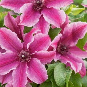 Roots Plants Clematis 'Carnaby' | On A 90cm Cane In A 3L Pot 7 Roots Plants Clematis 'Carnaby' | On A 90cm Cane In A 3L Pot