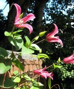 Roots Plants Clematis Texensis 'Princess Diana' | On A 90cm Cane In A 3L Pot