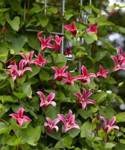 Roots Plants Clematis Texensis 'Princess Diana' | On A 90cm Cane In A 3L Pot