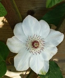 Roots Plants Clematis 'Miss Bateman' | On A 90cm Cane In A 3L Pot