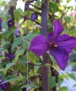 Roots Plants Clematis Viticella 'Polish Spirit' | On A 90cm Cane In A 3L Pot