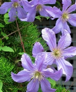 Roots Plants Clematis 'Prince Charles' | On A 90cm Cane In A 3L Pot