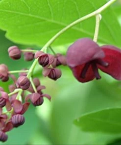 Roots Plants Chocolate Vine | Akebia Quinata | On A 90cm Cane In A 3L Pot 11 Roots Plants Chocolate Vine | Akebia Quinata | On A 90cm Cane In A 3L Pot
