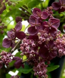 Roots Plants Chocolate Vine | Akebia Quinata | On A 90cm Cane In A 3L Pot