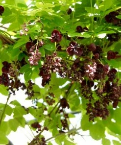 Roots Plants Chocolate Vine | Akebia Quinata | On A 90cm Cane In A 3L Pot 9 Roots Plants Chocolate Vine | Akebia Quinata | On A 90cm Cane In A 3L Pot